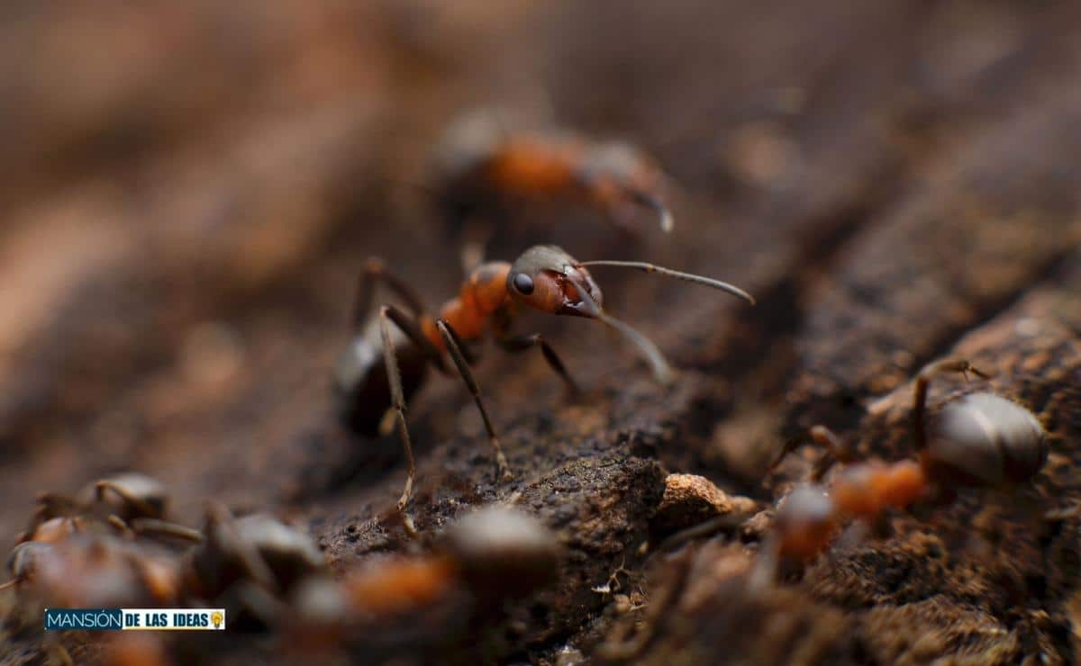 eliminar hormigas naturalmente