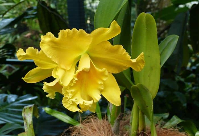 evitar que las hojas de las orquideas se vuelvan amarillas