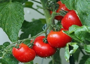 evitar plagas tomate