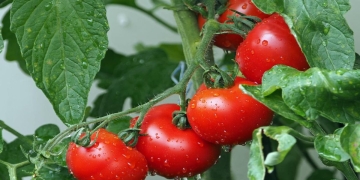 evitar plagas tomate