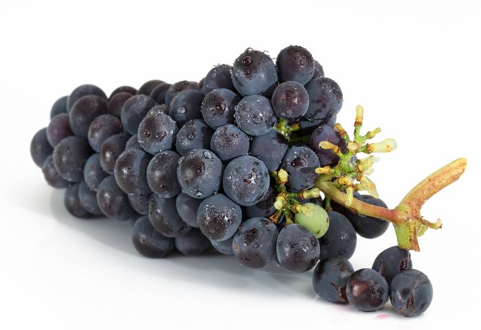 germinacion de semillas de uvas