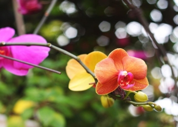 hojas amarillas de las orquideas