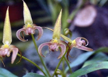 la orquídea mas cara