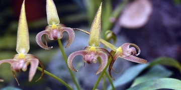 la orquídea mas cara