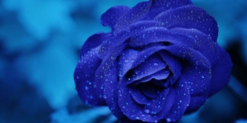 plantar rosas azules