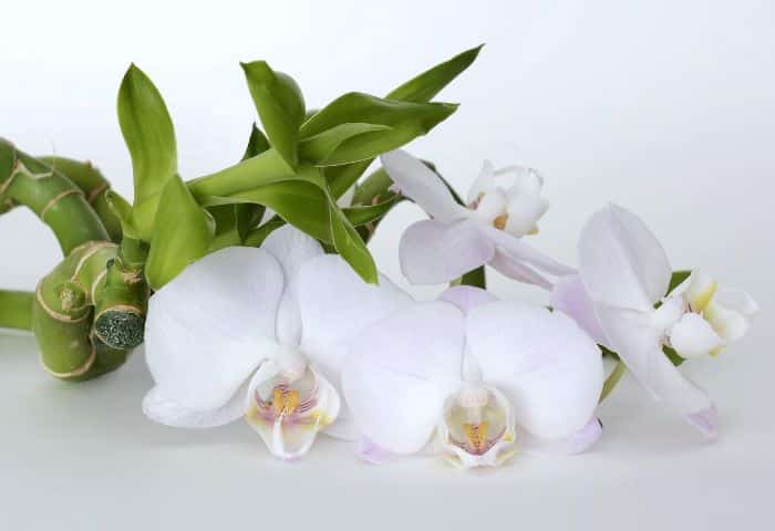 por que se caen las flores de orquideas