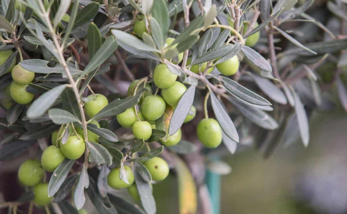 produccion olivar amenaza clima
