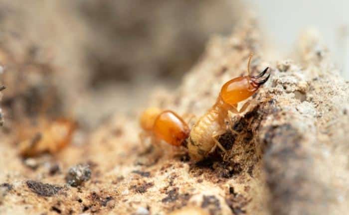 termitas devorando muebles
