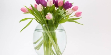 cultivar tulipanes en agua