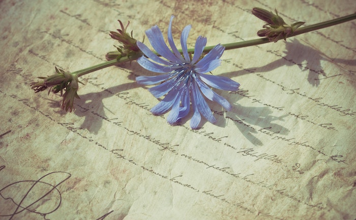 significado flores azules