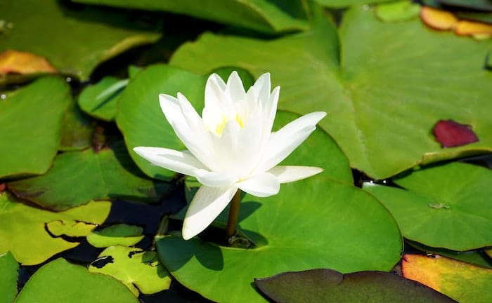 significado de flor de loto