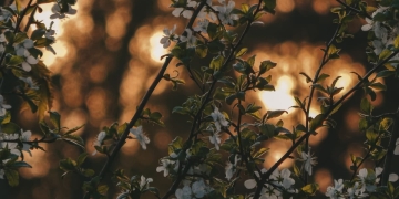 flores de jazmín