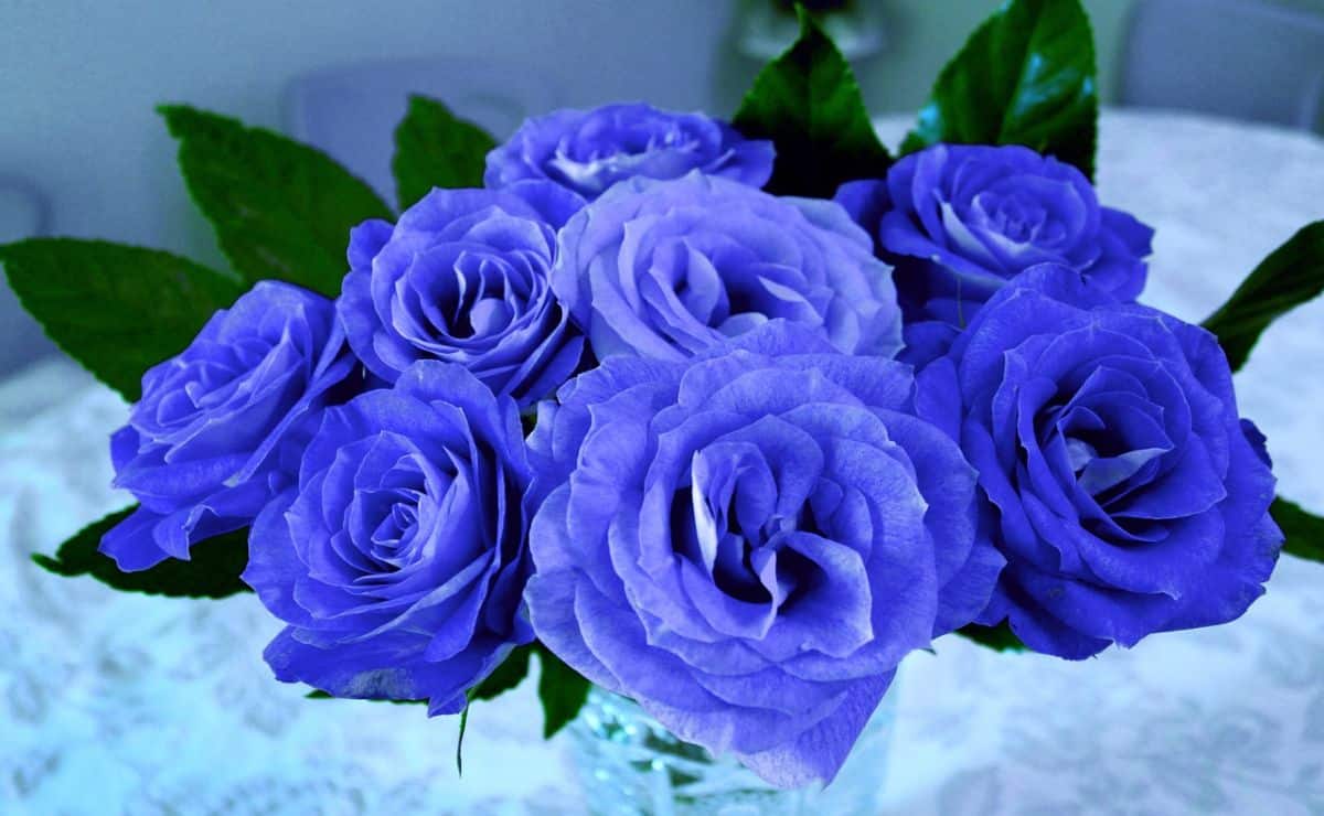 significado rosas azules