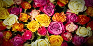 significado de las rosas por colores