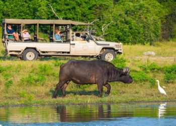 Un rinoceronte en Botsuana