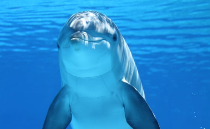 un delfín