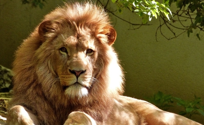 un león