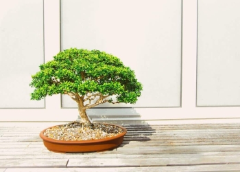 como cuidar bonsai casa