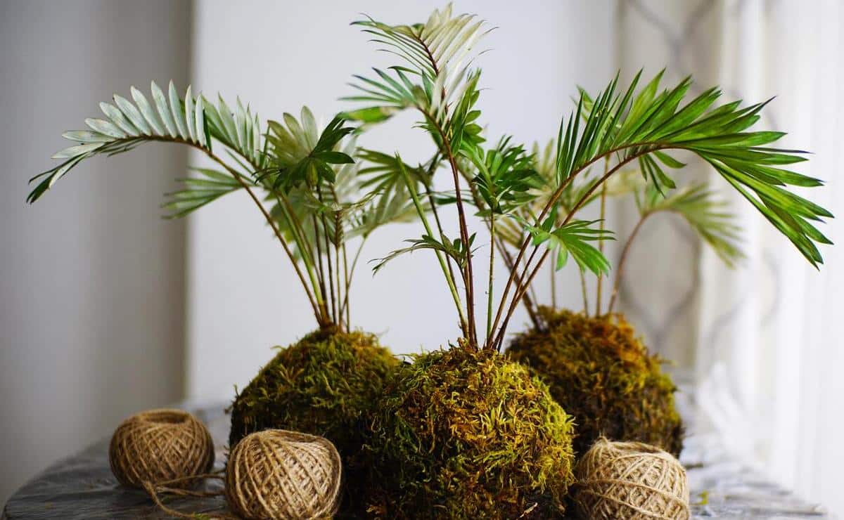 bonsai kokedama planta mejorar bienestar casa
