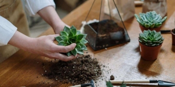 cómo hacer terrario diy