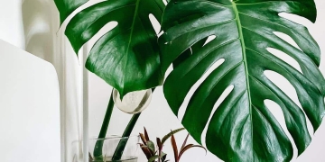 plantas tropicales decorar hogar