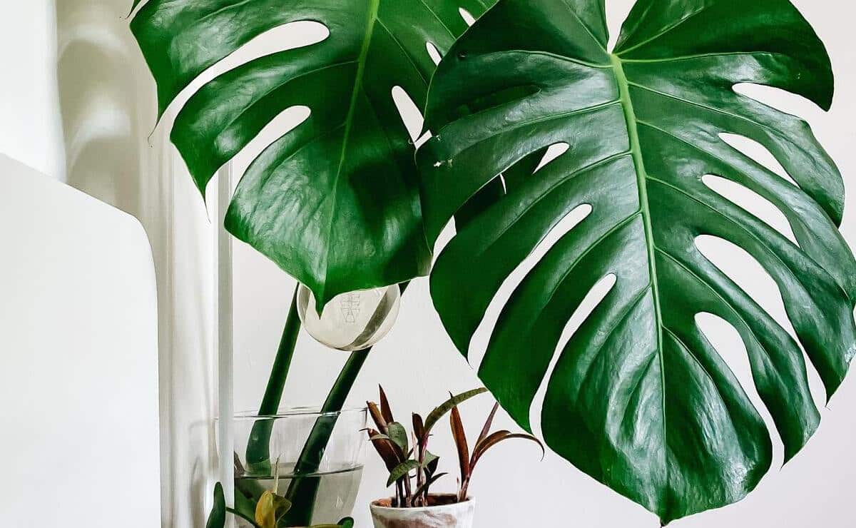 plantas tropicales decorar hogar