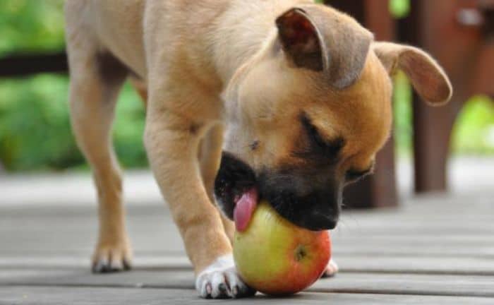 Un perro puede comer manzana