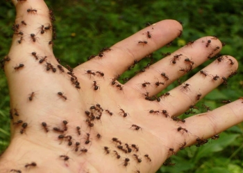 acabar hormigas bicarbonato