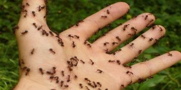 acabar hormigas bicarbonato