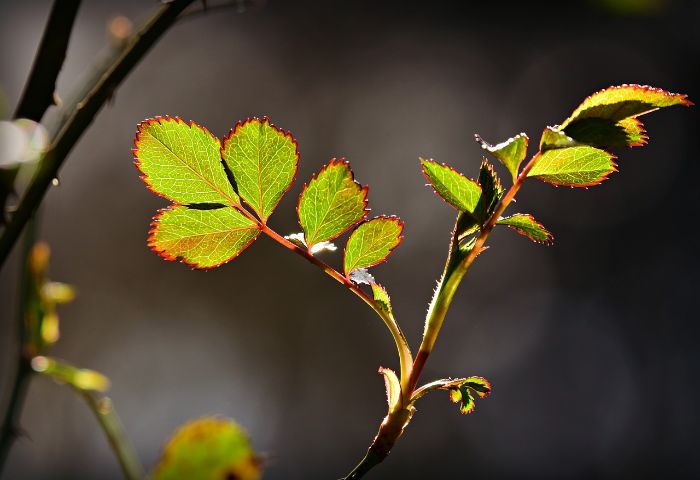 cuidar rosal bicarbonato