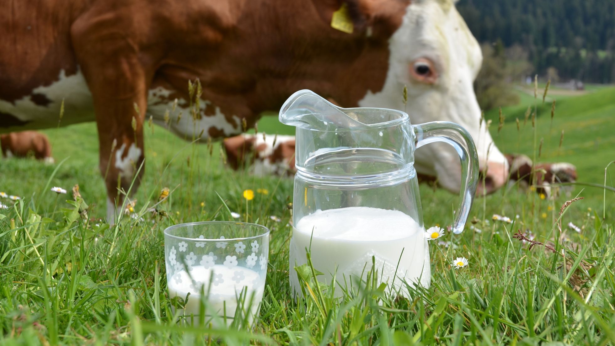 ocu leche saludable vaca