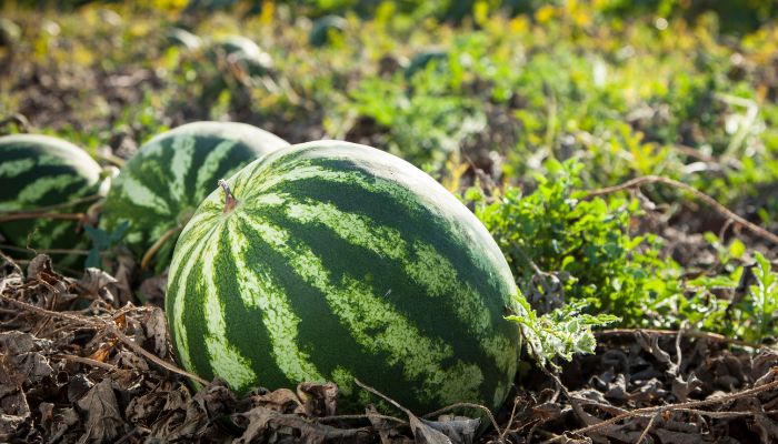 mercadona melon sandia cosechacambio climatico