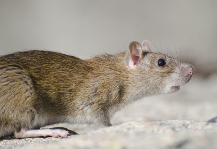 alejar ratones bicarbonato