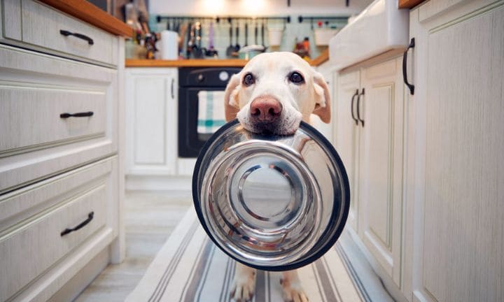 como lavar platos mascotas