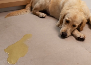 perro orinar piso bicarbonato