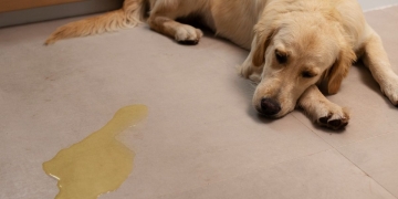 perro orinar piso bicarbonato