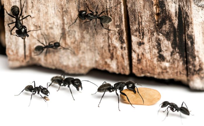 Remedios caseros eliminar hormigas